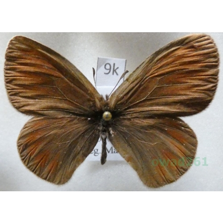 Erebia meta Staudinger, 1886 Kyrgyzstan9k